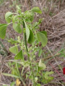 Acalypha indica