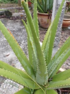 Aloe vera