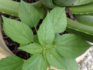 Acalypha lanceolata