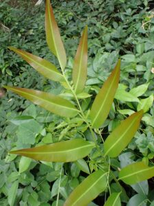 Acrostichum aureum