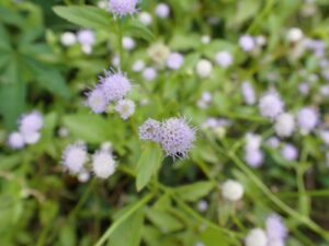 Ageratum conyzoides