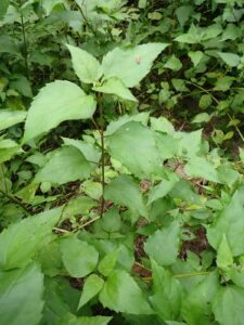 Ageratina riparia