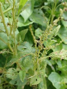 Amaranthus viridis
