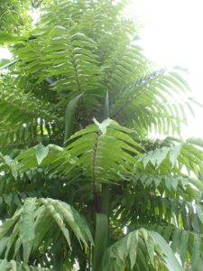 Ailanthus integrifolia