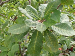 Anacardium occidentale