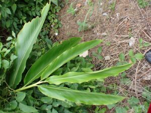 Alpinia sp.