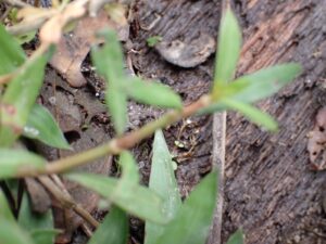 Alternanthera sp.