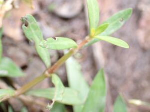 Alternanthera philoxeroides