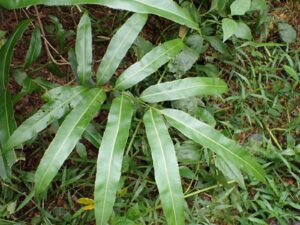 Acrostichum speciosum
