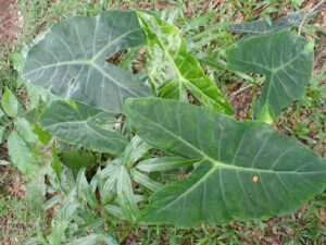 Alocasia longiloba