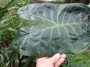 Alocasia sp.1
