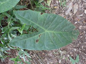 Alocasia sp.2