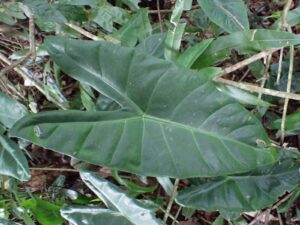 Alocasia sp.3