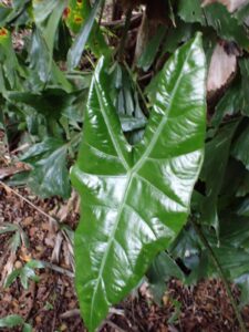 Alocasia sp.4