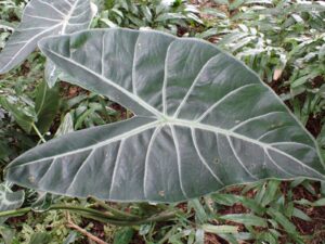 Alocasia sp.5
