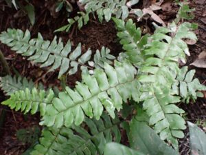 Adiantum latifolium