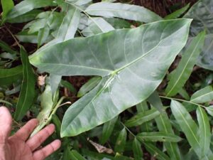 Alocasia sp.6