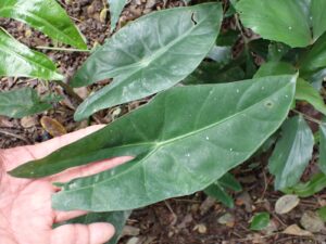 Alocasia sp.7