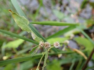 Alternanthera sessilis