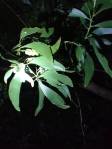 Acacia auriculiformis